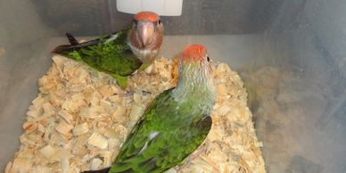 Closeup shot of two parrots on the display