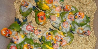 Breeding babies on the display of the website