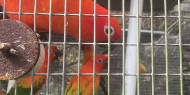 Closeup shot of parrots on the display