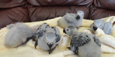 BABY CONGO GREYS ARE $3,000 EACH