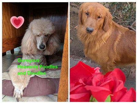 Heavenlypups Pets Poodles Goldendoodles