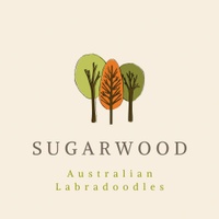 SUGARWOOD AUSTRALIAN LABRADOODLES