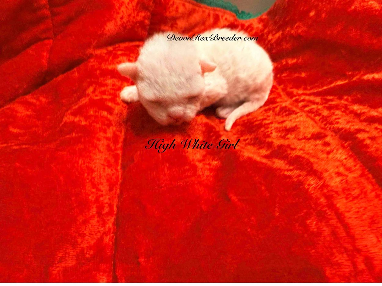 Holiday Devon Rex kittens have arrived 