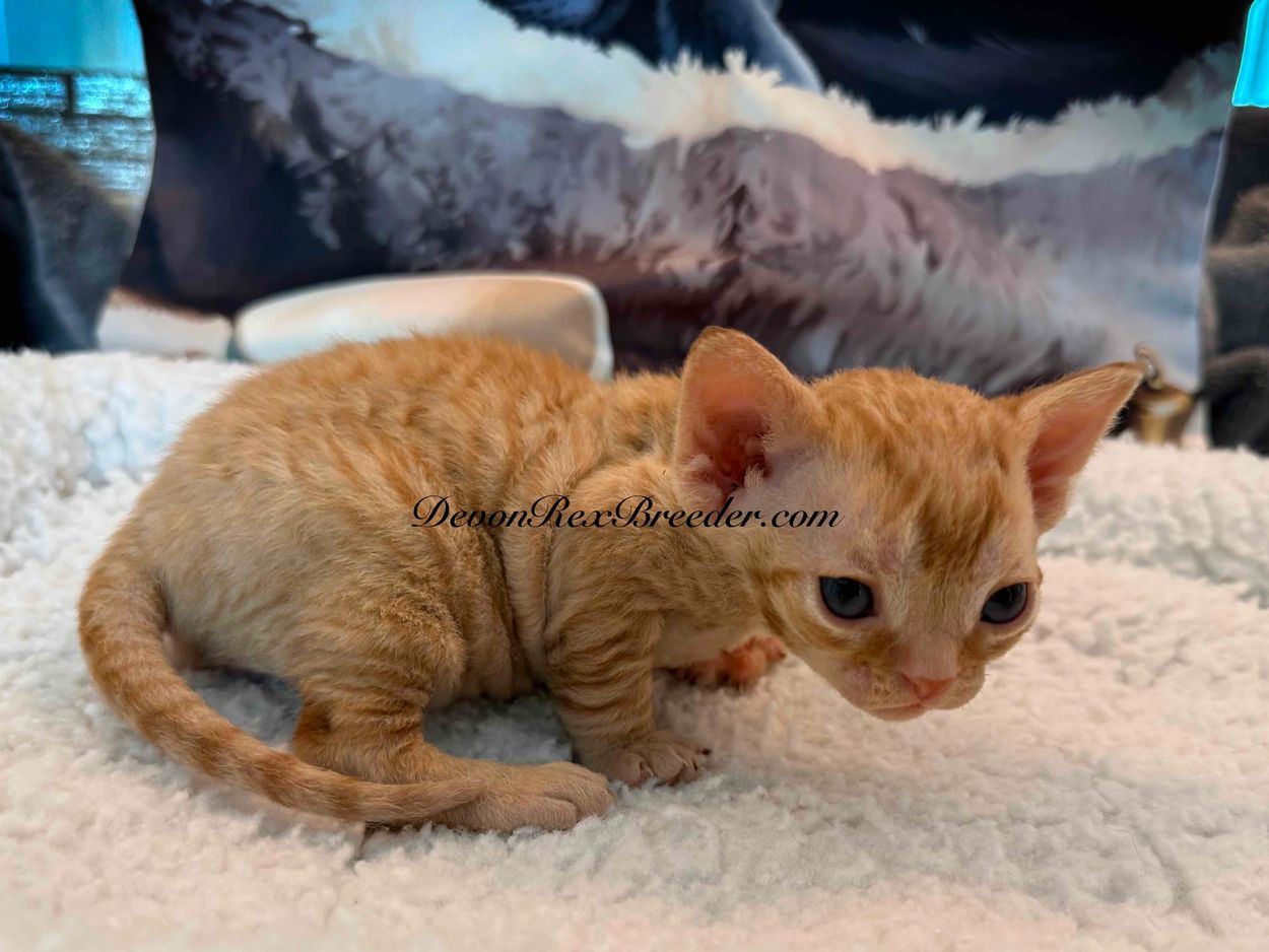 A small orange Devon Rex kitten on a soft white blanket.