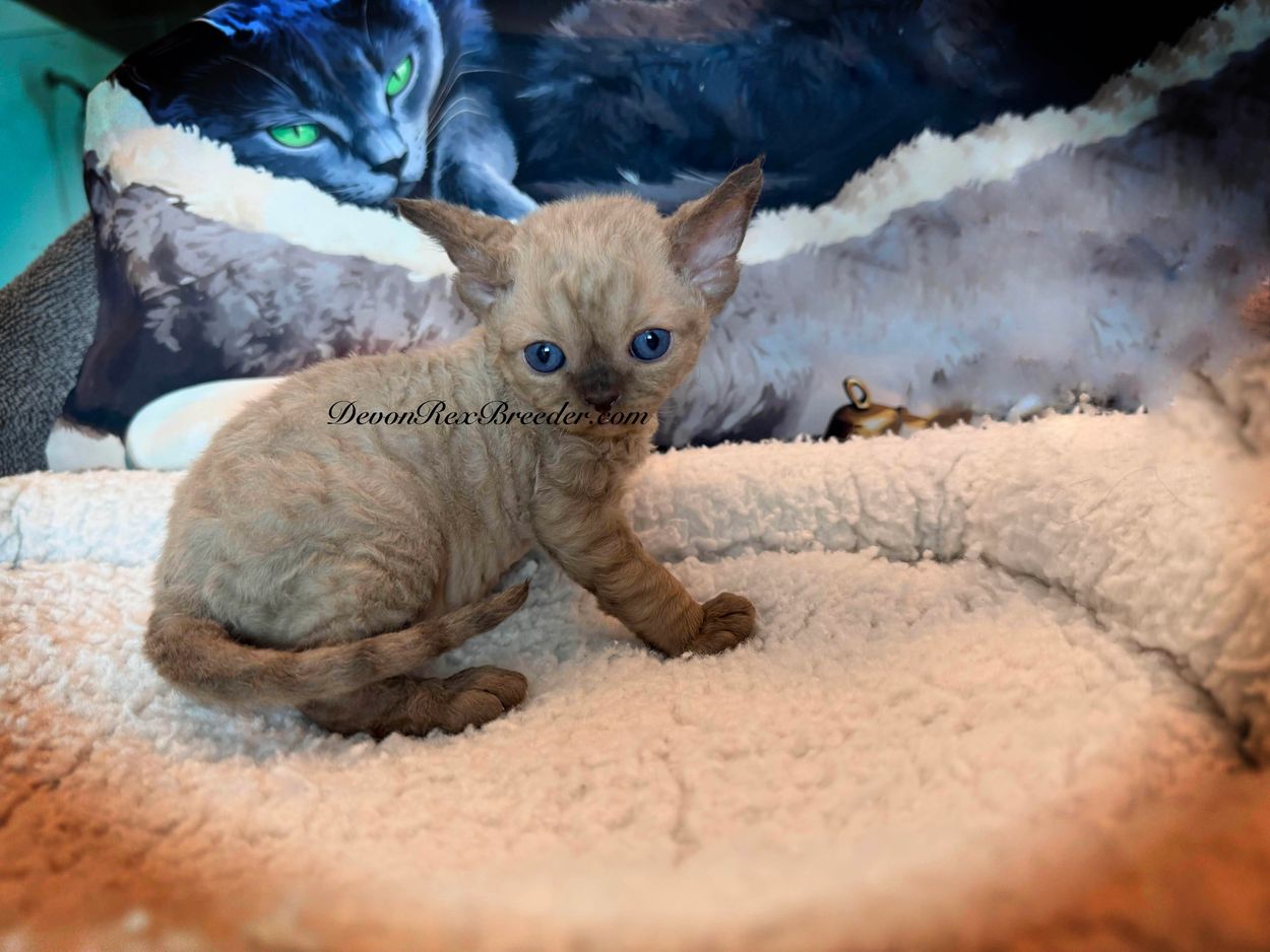 Curly-coated kitten sits on a soft bed with a cat-themed background.