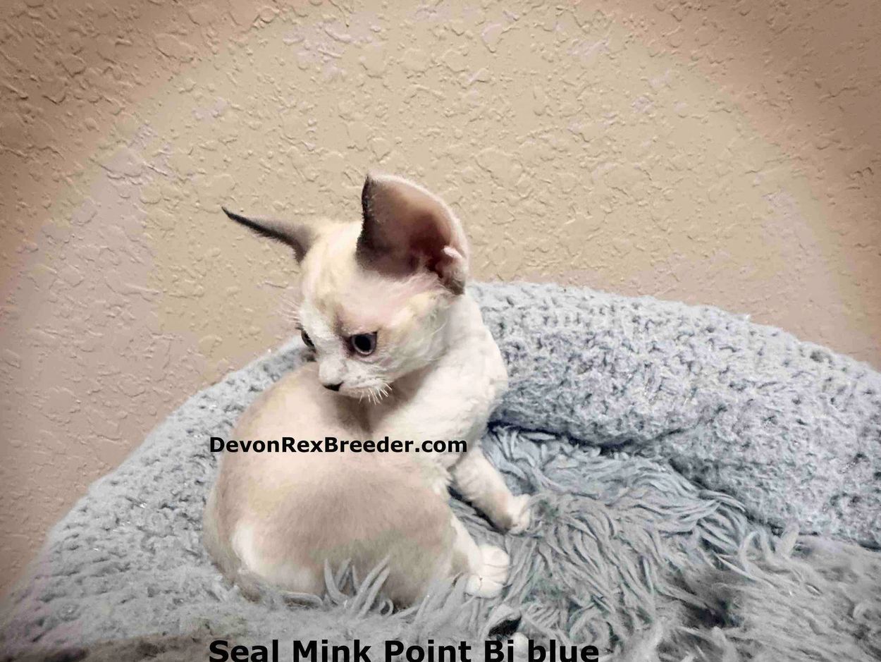 A Seal Mink Point Bi blue Devon Rex kitten sitting on a soft gray blanket.
