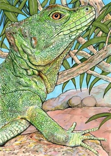 Iguana drawing by John Petermeier