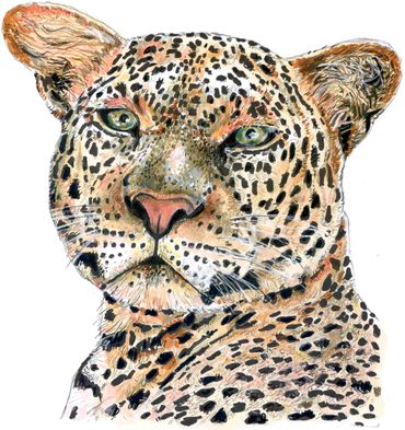 Leopard drawn by John Petermeier