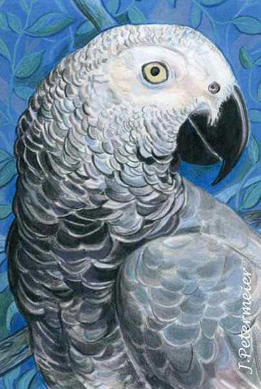 Parrot drawn by John Petermeier