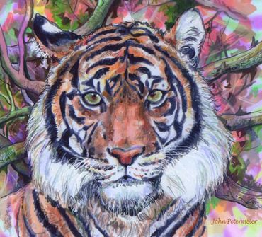 Tiger Drawing by John Petermeier