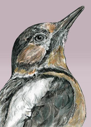 Bird drawn by John Petermeier