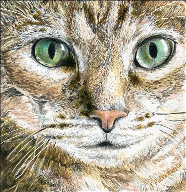 Cat face by John Petermeier