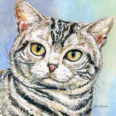 Striped cat by John Petermeier