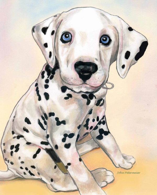 Dalmatian puppy drawn by John Petermeier