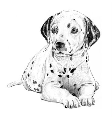 Sptted dog drawn by John Petermeier