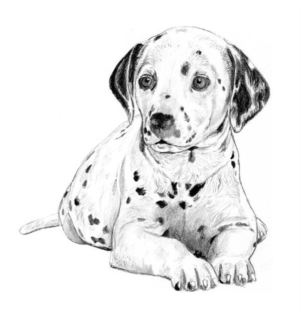 drawing of a Dalmatian puppy