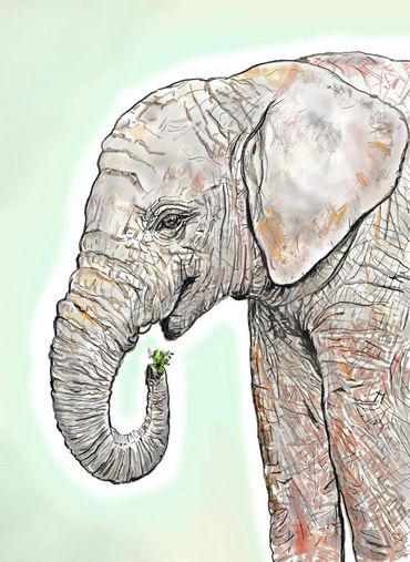 Elephant drawn by John Petermeier