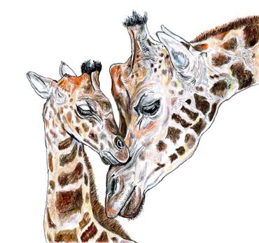 Giraffe and baby drawn by John Petermeier