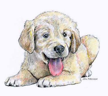 Puppy dog drawn by John Petermeier