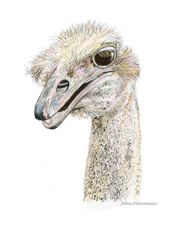 Ostrich drawn by John Petermeier