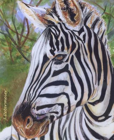 Zebra in the wild drawn by John Petermeier