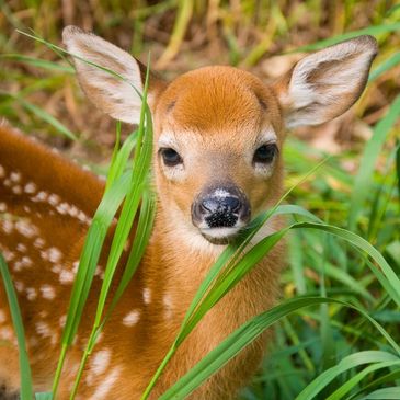 Shorts fawn rescue fawns Warren Short Metamora Michigan animal shelter baby deer injured hurt 