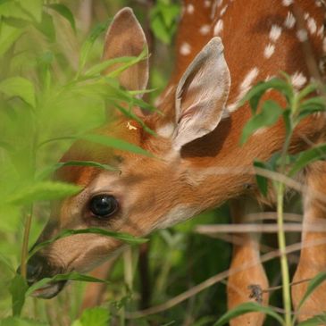 Shorts fawn rescue fawns Warren Short Metamora Michigan animal shelter baby deer injured hurt 