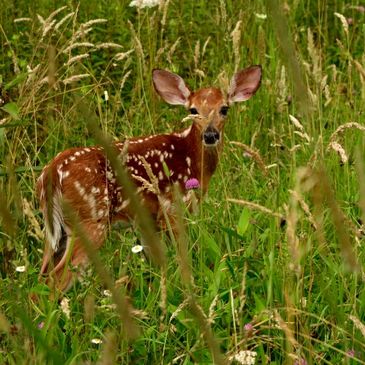 Shorts fawn rescue fawns Warren Short Metamora Michigan animal shelter baby deer injured hurt 
