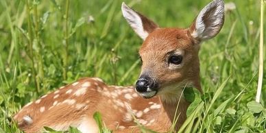 A young fawn resting in the green grass.