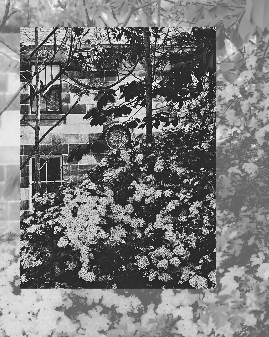 Black and white photo of a flowering bush in front of a stone building.