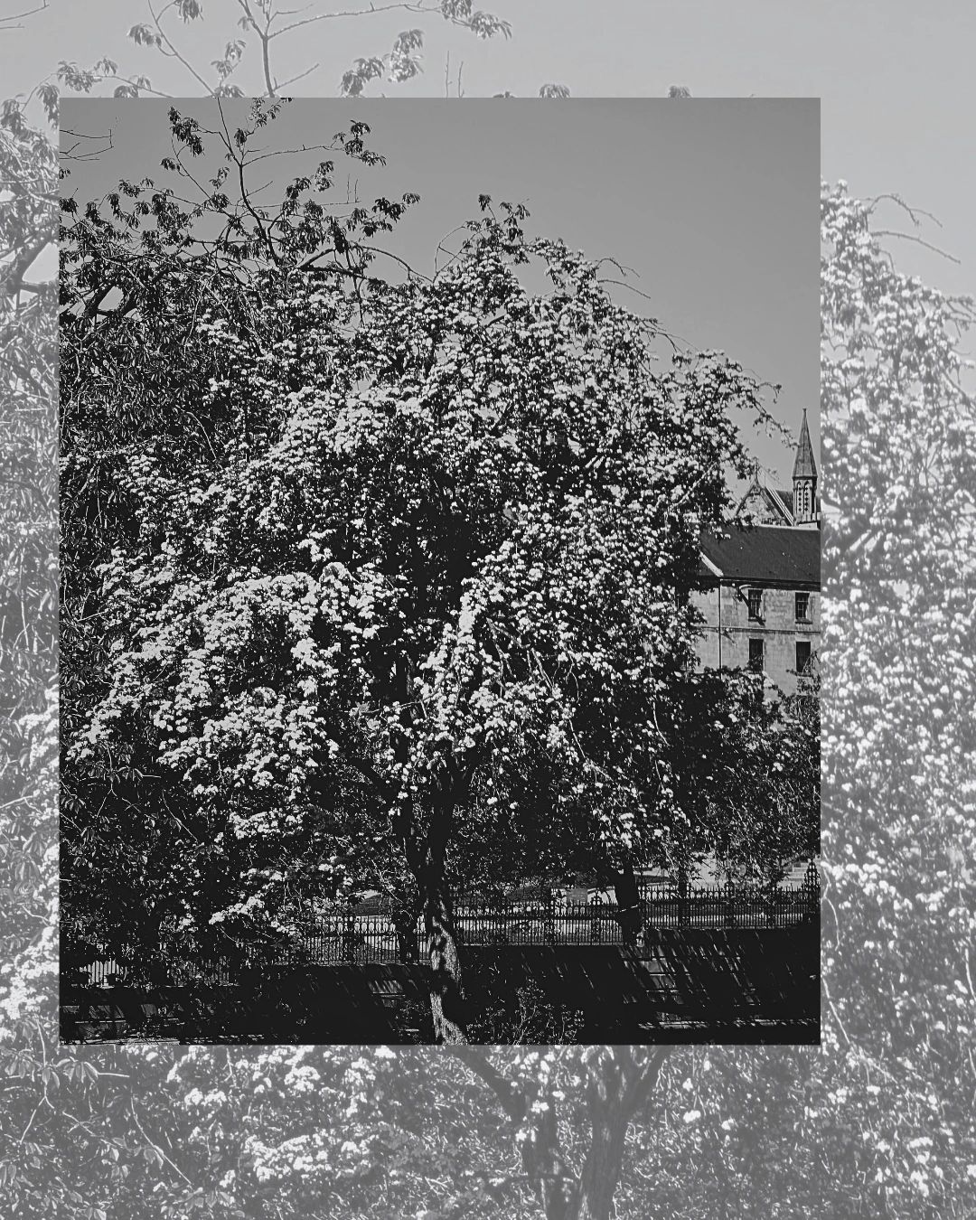 Black and white photo of a flowering tree with a building in the background.