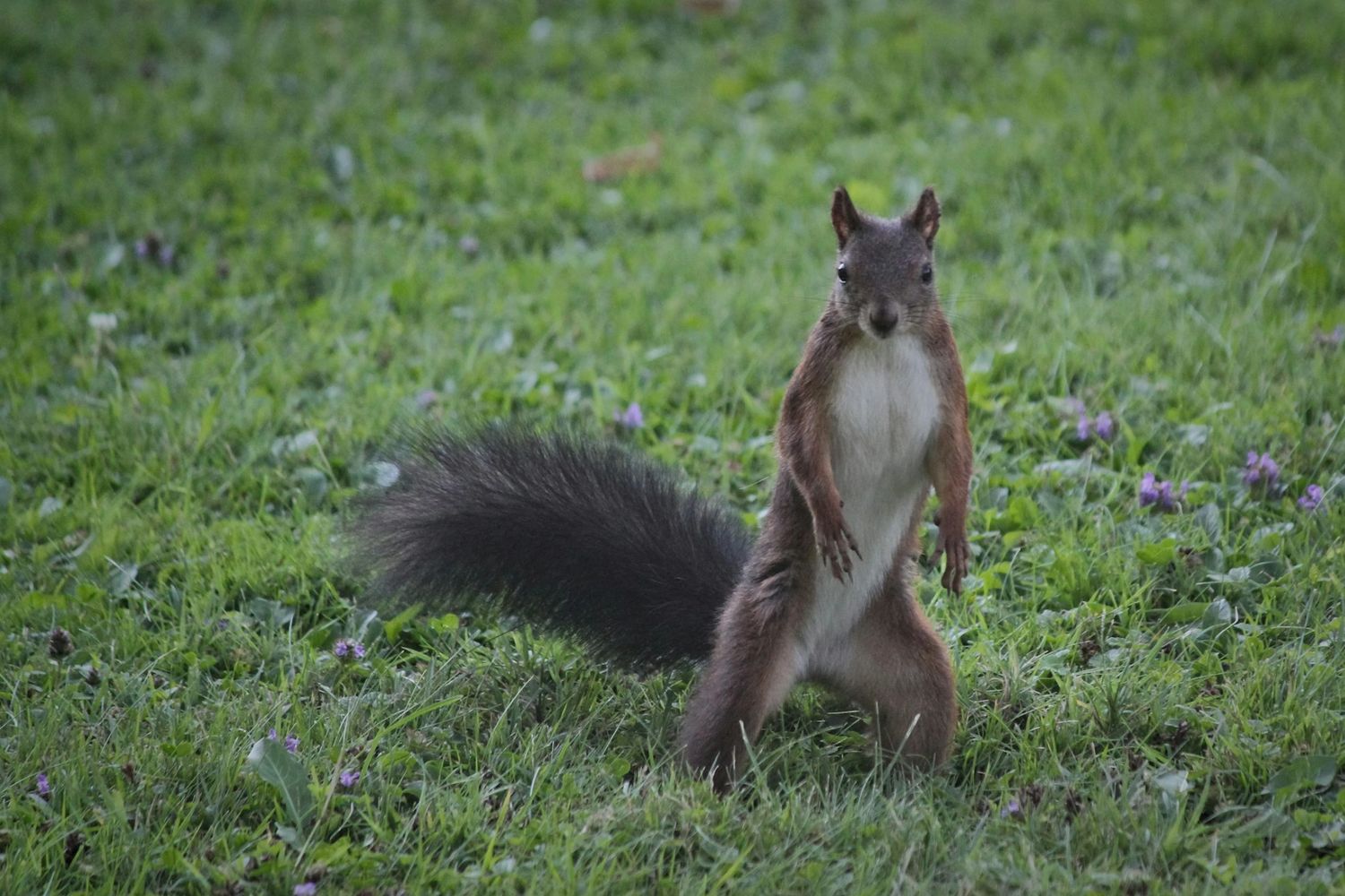 Squirrel standing ready