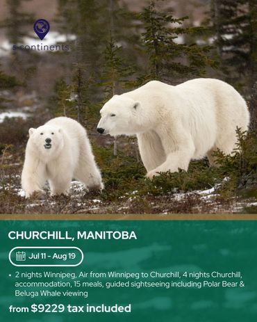 Two polar bears in a snowy forest near Churchill, Manitoba.