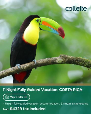 Colorful toucan perched on a branch in Costa Rica rainforest.
