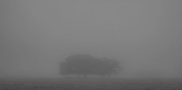 Triple Foggy Trees