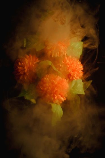 Bright Chrysanthemum