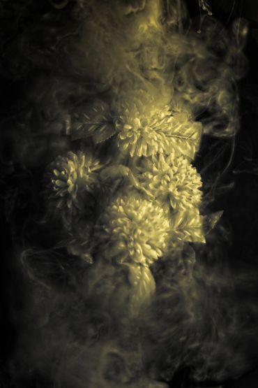 Touch of Yellow Misty Chrysanthemum