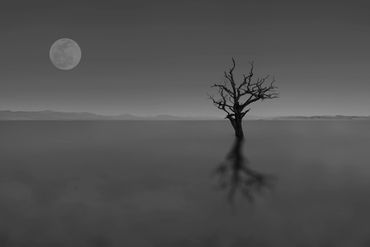Tree & Moon
