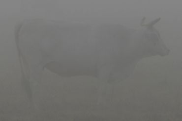 Cow in Fog