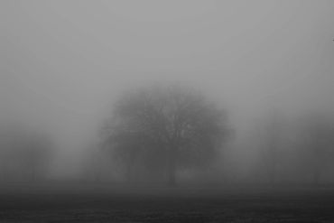 Foggy Trees