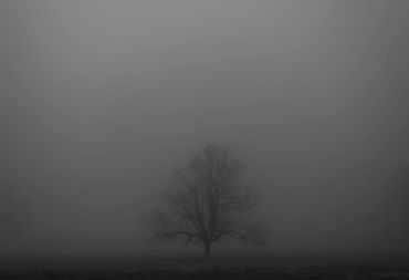Foggy Tree