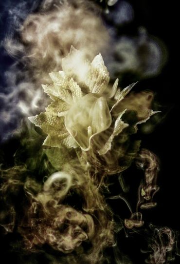 Touch of Yellow Calla Lily 