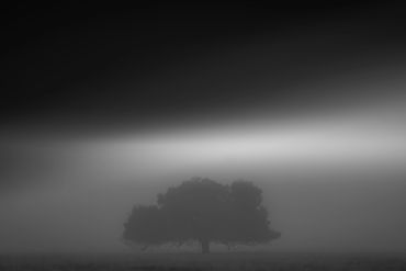 Lone Foggy Tree