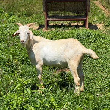 A white goat standing on green grass under sunlight.