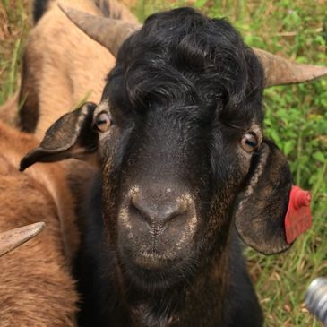 Kiko Goat 
goats@thepleasanthillranch.com