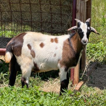A brown and white goat standing beside a wooden structure in a grassy area.