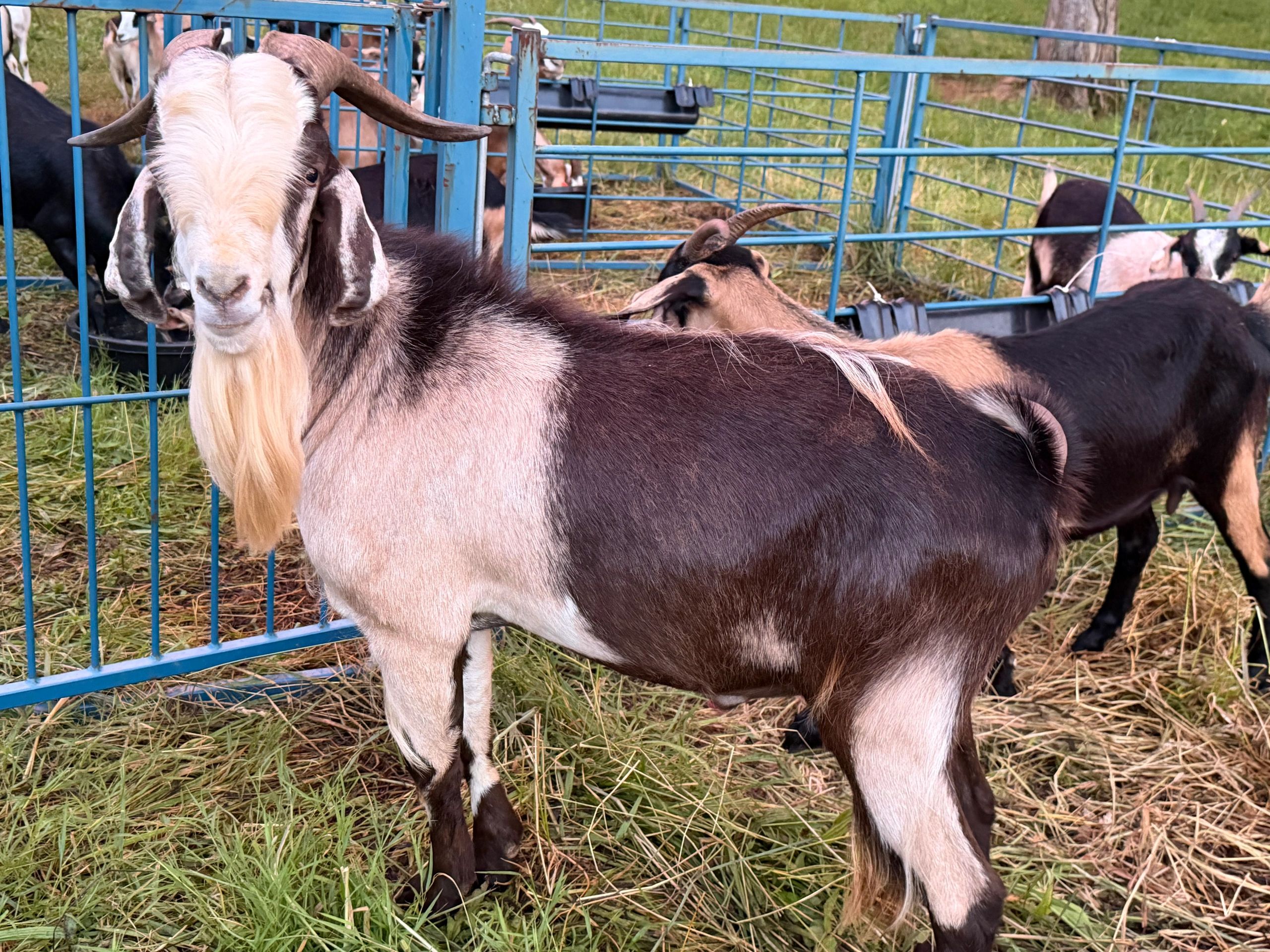 A brown and white goat standing near a blue metal fence in a grassy area.