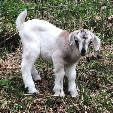 Baby White Pearl
Kiko Doe for Sale - 100% New Zealand
thepleasanthillranch.com