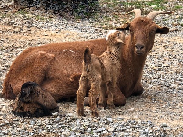 Mama and baby goat