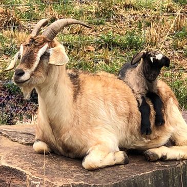 Kiko Goat - Purebred
goats@thepleasanthillranch.com